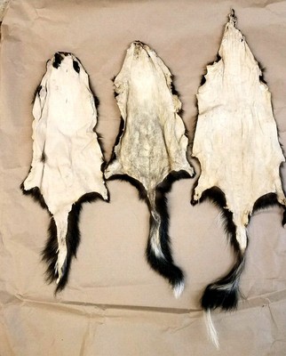 Three Tanned Skunk Pelts, great value 3tannedsk3109