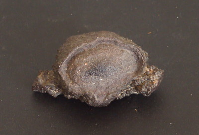 JURASSIC FLORA Petrified Fossilized Iron Oxide Fossil Black