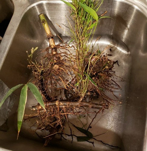 Bamboo Red Margin Phyllostachys Rubromarginata Bare Root Plant Rhizome Privacy 