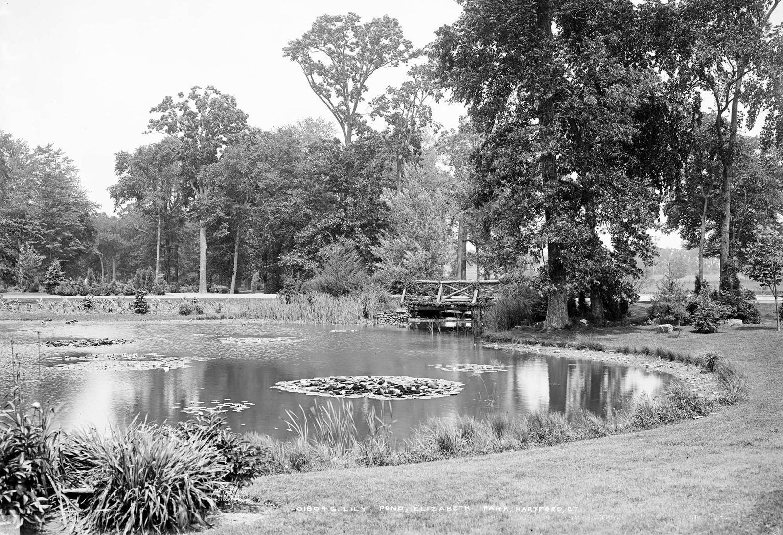 1905 Lily Pond, Elizabeth Park, Hartford, CT Vintage Old Photo 13" x 19" Reprint