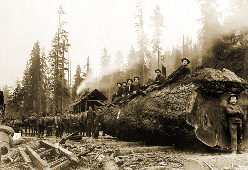 1903 Lumberjacks with Huge Felled Spruce, WA Old Photo 13" x 19" Reprint