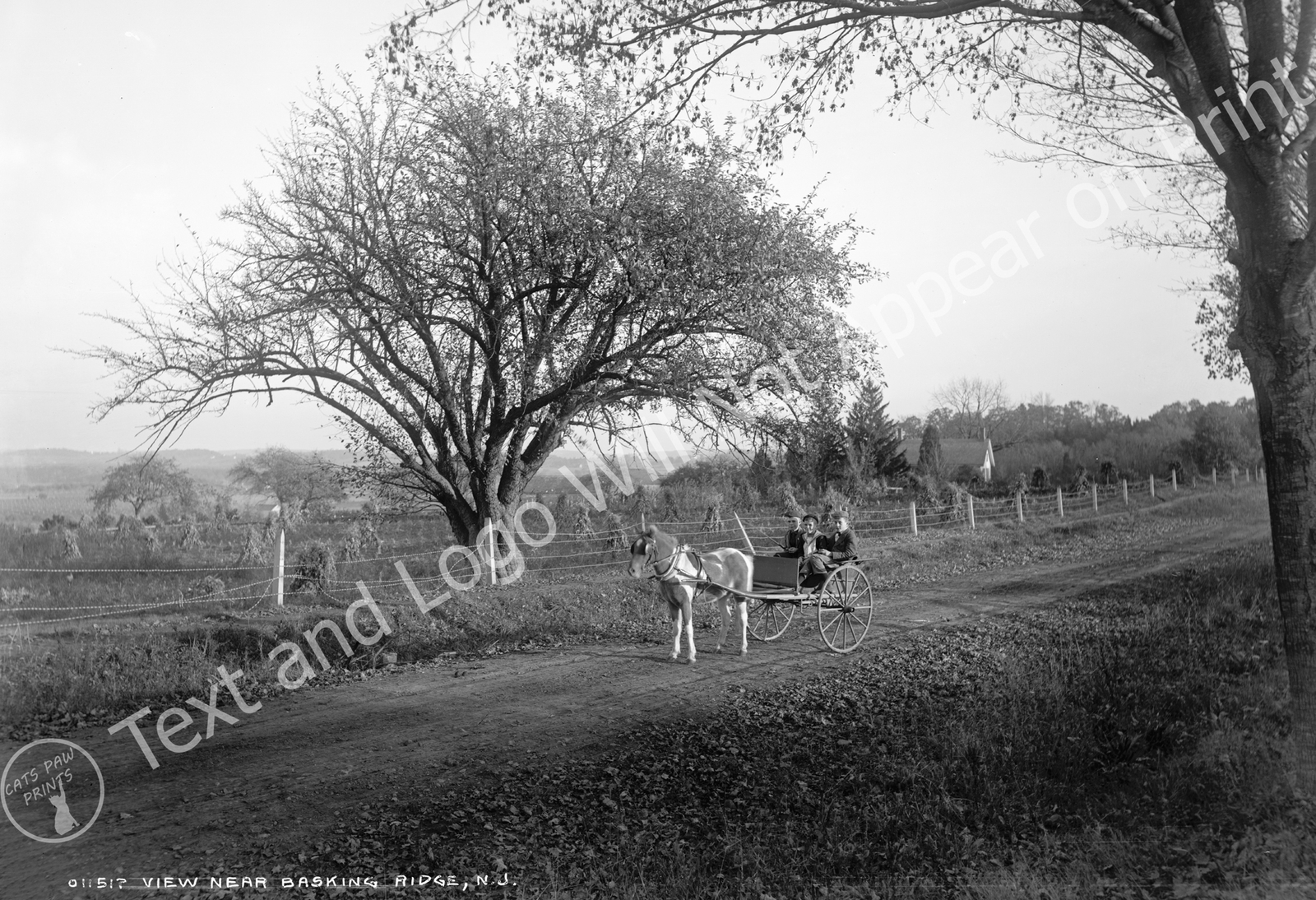 1900 Boys Riding in a Wagon, Near Basking Ridge, NJ Old Photo 13" x 19" Reprint