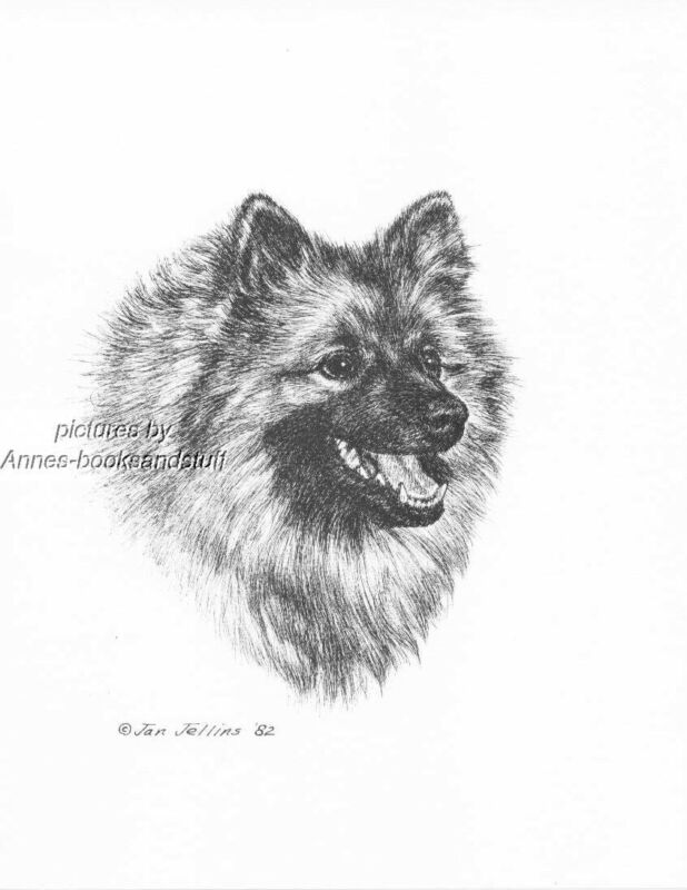 #313 KEESHOND portrait * dog  art print * Pen and ink drawing * Jan Jellins