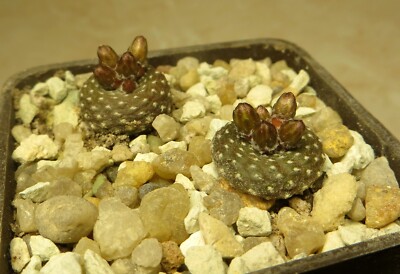 blossfeldia subterranea  own root 2 plants