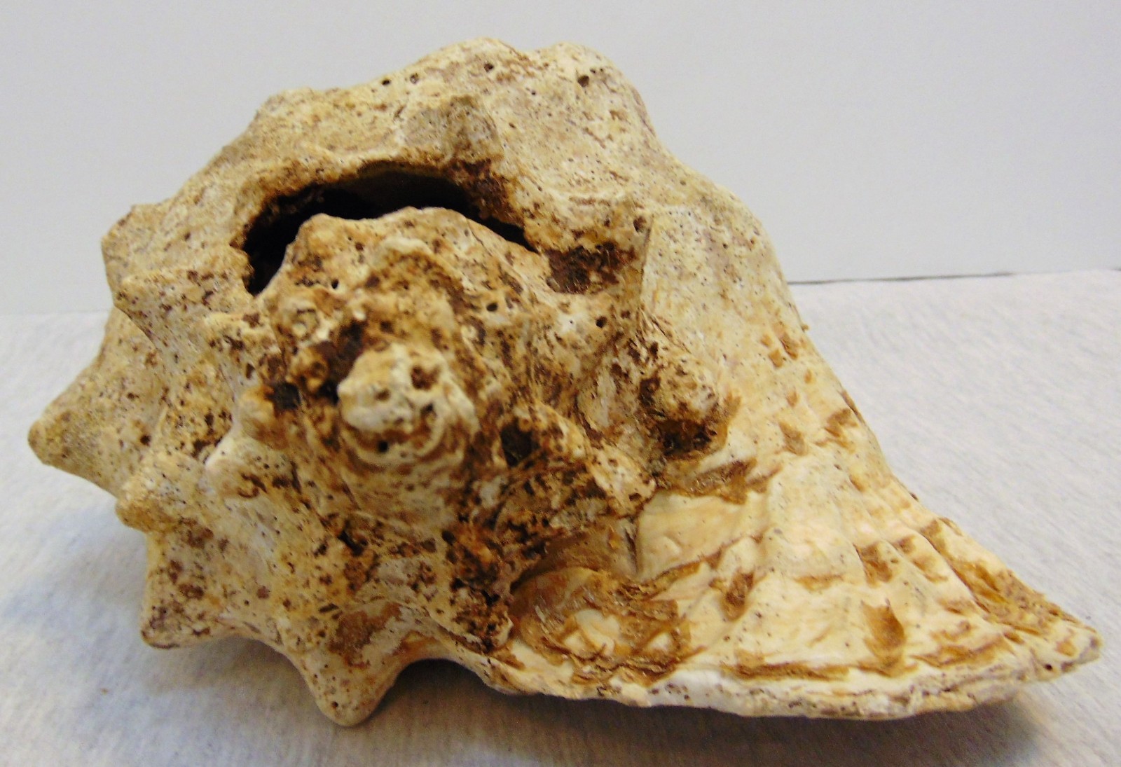 Real Natural Sea Ocean Shell Large Conch Horn Seashell Yard Pond Aquarium Decor