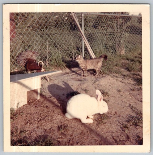 Vtg Color Snapshot White Rabbit Cat Pet Animals Backyard Fence May 1966