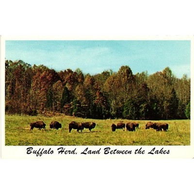 Buffalo Herd Land Between the Lakes Kentucky Tennessee Vintage Chrome Postcard