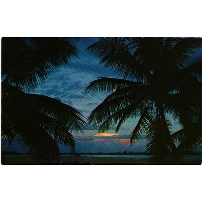 Coconut Palms at Sunset, Florida Vintage Postcard Romantic Tropical Scene