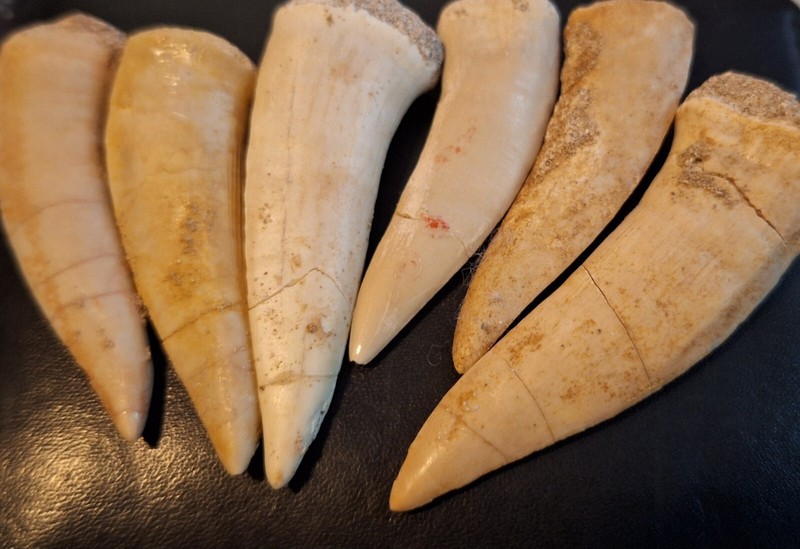 Enchodus Libycus Saber Toothed Herring Fish Fossil Tooth