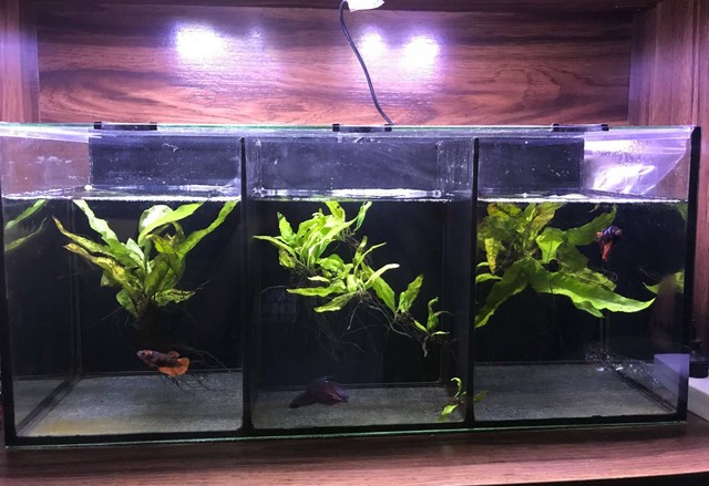 betta trio tank