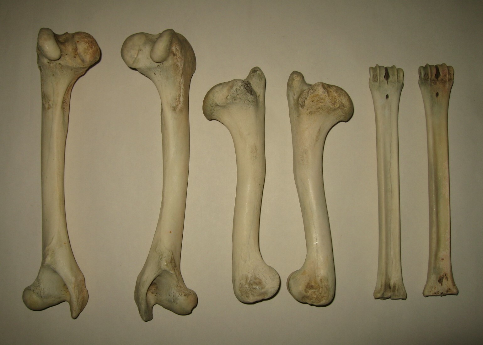 Lot of 6 White-tailed Deer Leg Long Limb Bones ( 3 Matched Pairs ) Taxidermy Elk