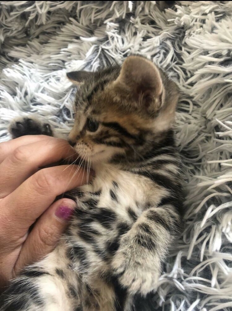 Cross Bengal/Ragdoll kitten SOLD in Leven, Fife Gumtree