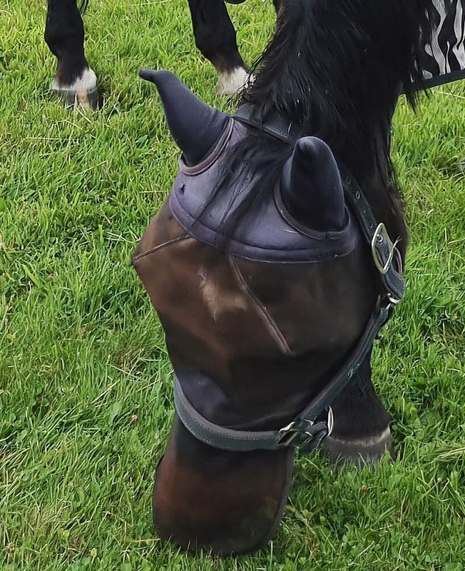 Harrison Howard Caremaster Integral-Fliegenmaske, Piano-Schwarz, LuftdurchlÃ¤Ssig