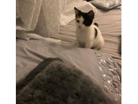 kittens for sale in small heath