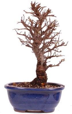 Bonsai - Ulmus parvifolia 'Nire', Chinesische Ulme, Korkulme aus Japan 229/116
