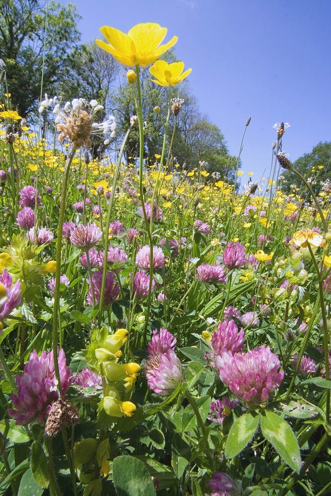 British Wild Flower Clay Soil Flower Mix ( No Grass ) 4g Seed eBay