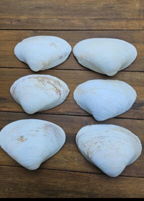 New England Jumbo  Clam   Shells  (10) Crane Beach Ma.
