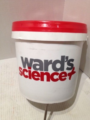 Ward's Science 470000-644 Formalin Preserved Squid--12''+ Double Injected-12+