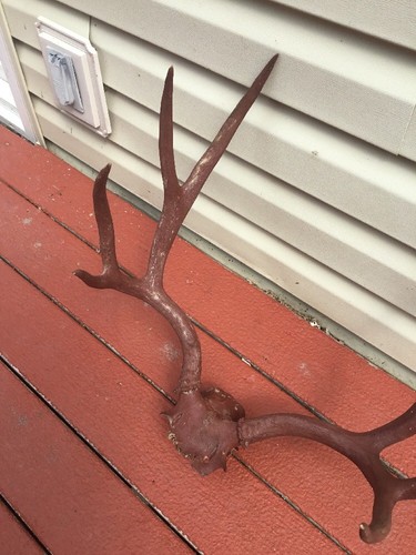 Deer Antler Mule Deer Sheds Man Cave Cabin Decor Taxidermy Vintage 1940’s