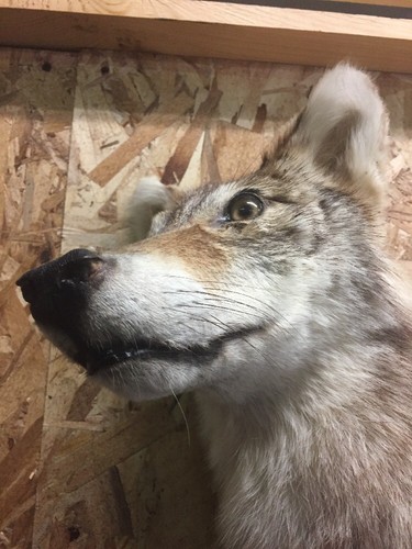 Vintage Gray White Coyote 46