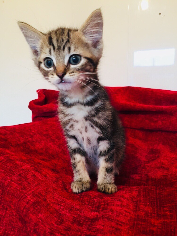 Bengal cross kitten in Washington, Tyne and Wear Gumtree