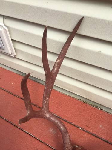 Deer Antler Mule Deer Sheds Man Cave Cabin Decor Taxidermy Vintage 1940’s