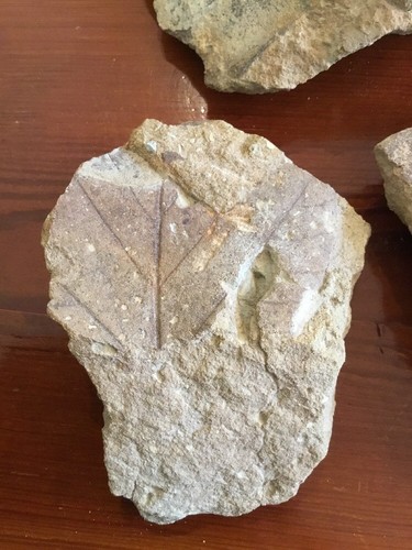 Plant Leaves Fossil Flaming Gorge Wyoming rock geology #3