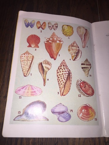 Shells Of The Florida Coasts Booklet, 1953