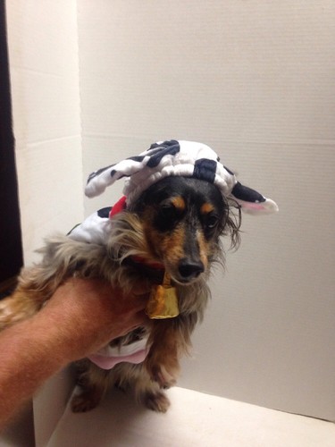 COW HALLOWEEN COSTUME for Pet Dog NEW Sm, Med