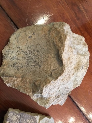 Plant Leaves Fossil Flaming Gorge Wyoming rock geology #3