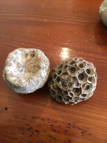 4 Plant Fossils Dinosaur Age #4