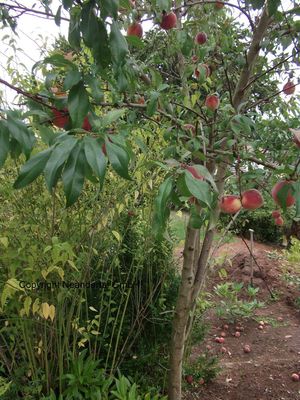 Pfirsichbaum Stecklinge / Winterharte Kübelpflanzen für den Wintergarten Balkon