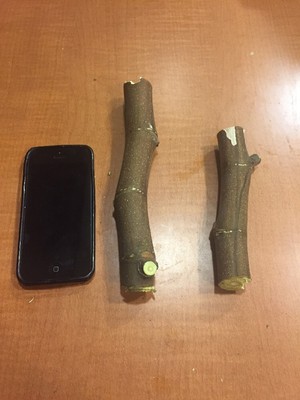 Lebanese Beauty Asfar Rare Delicious Fig Cutting