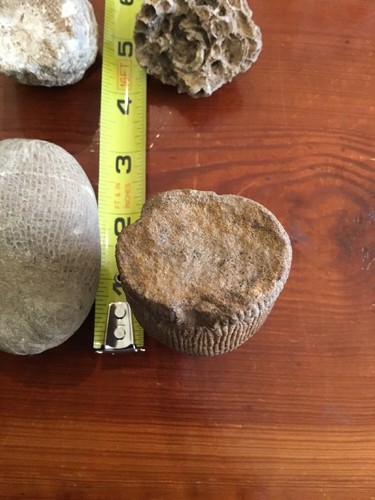 4 Plant Fossils Dinosaur Age #4