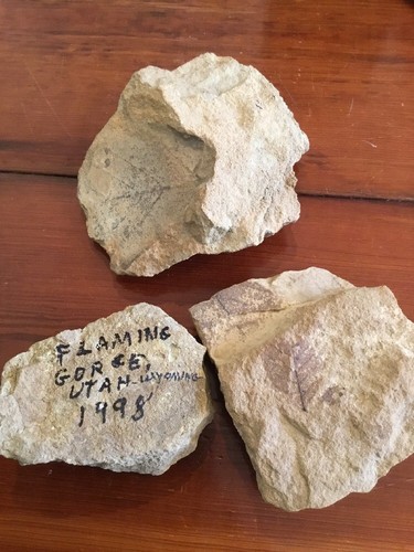Plant Leaves Fossil Flaming Gorge Wyoming rock geology #3