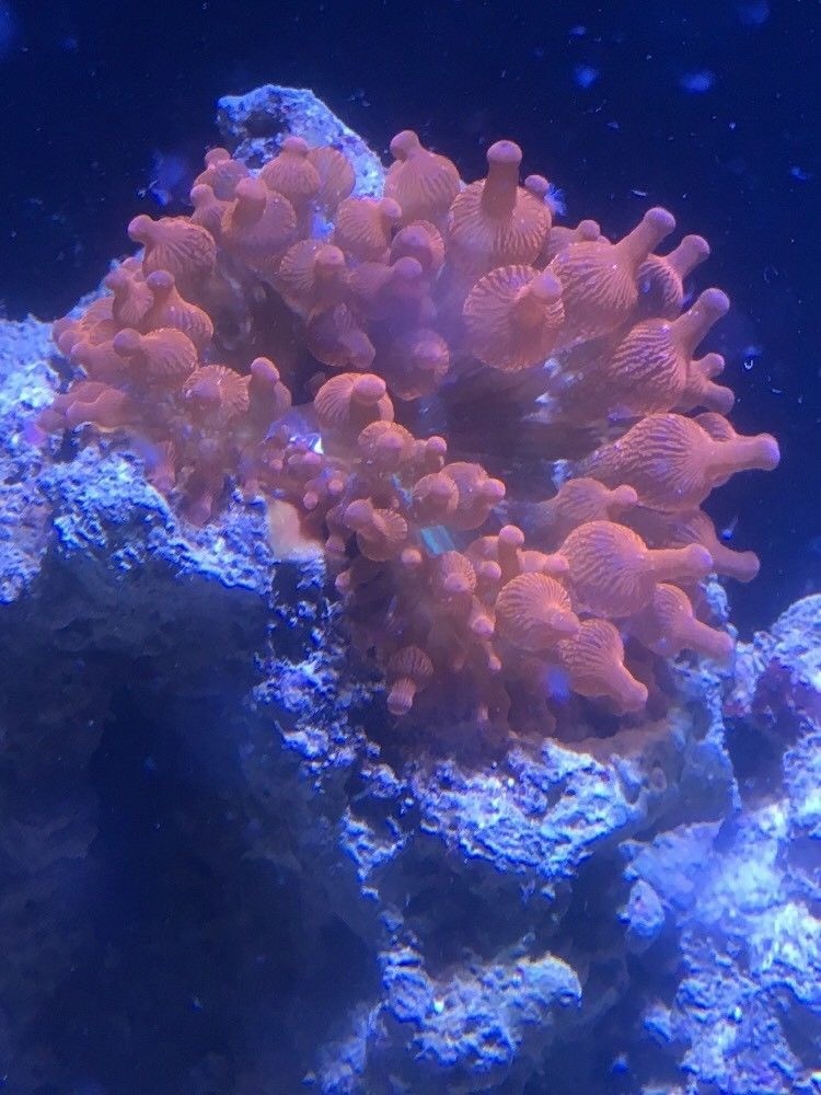 ROSE BUBBLE ANEMONE CORAL FRAG MARINE AQUARIUM 