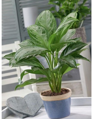 Costa Farms Aglaonema Silver Bay 9.25 in. Grower Pot Excellent Indoor Low