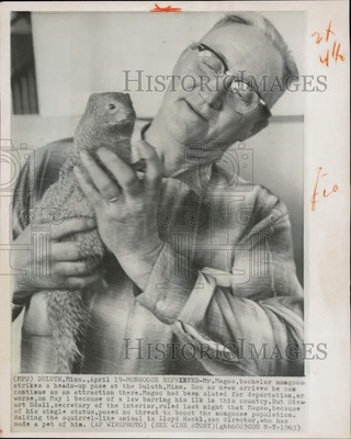1963 Press Photo Mongoose ''Mr. Magoo'' at Duluth, Minnesota Zoo - lry27157