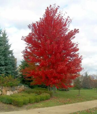 red tree② 6ft. Potted Red Cherry Blossom Artificial Tree | Michaels