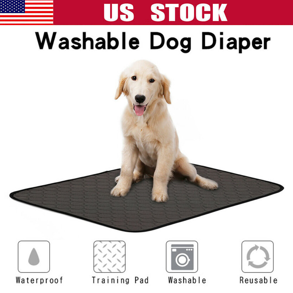 absorbent pee pads for dogs