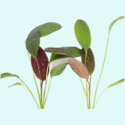 Amazon Red Flame Sword Echinodorus Aquatic Live Aquarium Plants BUY 2 GET 1 FREE