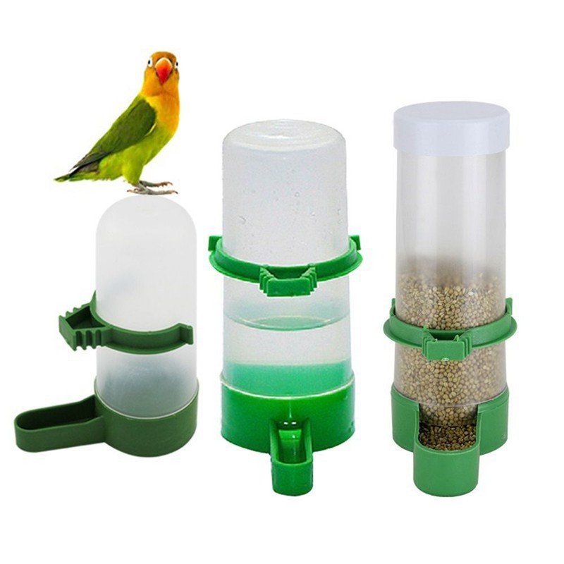 Bird Parrot Cockatiel