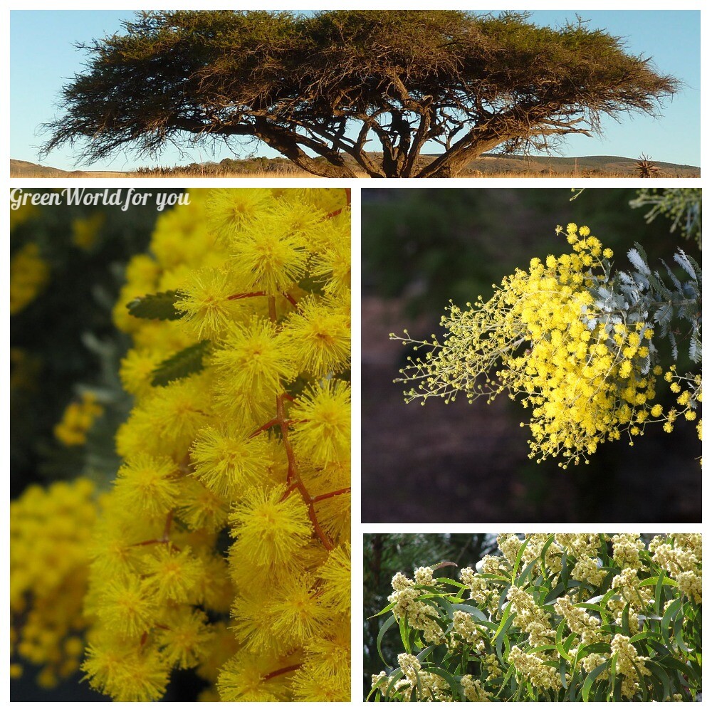 Купить Семена деревьев 20 Acacia Tree Seeds Rare 10 Kinds Beautiful ...