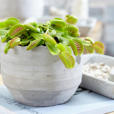 Fly trap on sale for inside house