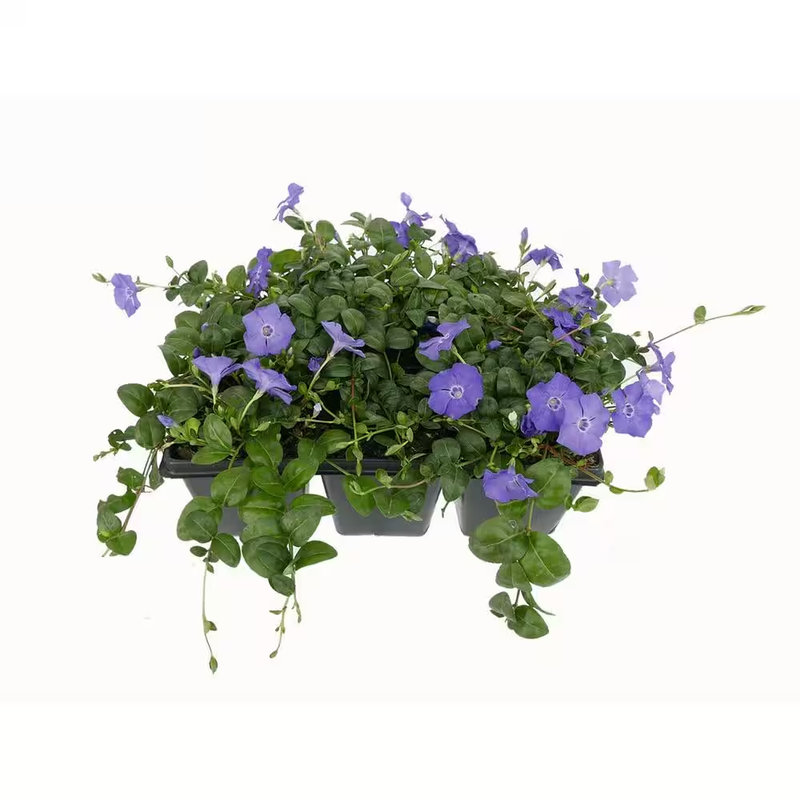 Vinca Minor Perennial Groundcover 6 Pack Purple Flower Deer Rabbit Resistant