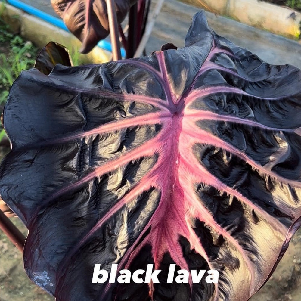 Colocasia Live Bulb Black Lava Tuber New Hybrid Free Phytosanitary Certificate