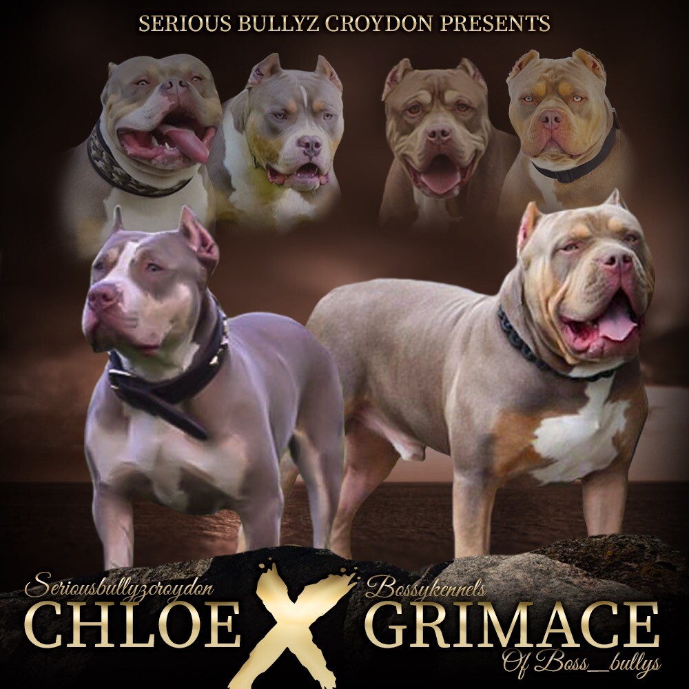 gumtree american bully