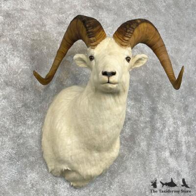 #28454 P | Dall Sheep Taxidermy Shoulder Mount For Sale