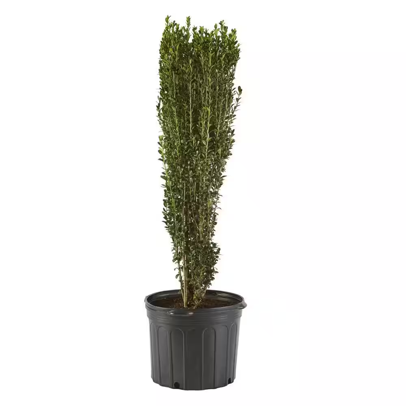 Shrub