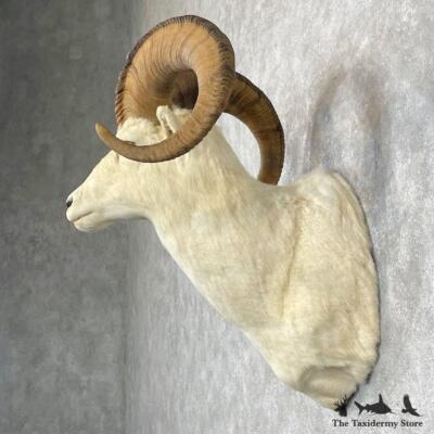 #28454 P | Dall Sheep Taxidermy Shoulder Mount For Sale